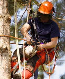 Straps – Harnesses – PPE